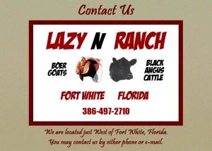 Lazy N Ranch